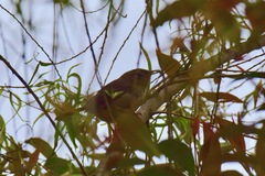 Cistothorus platensis