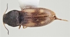 Negastrius