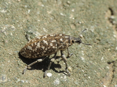 Leucomigus tesselatus