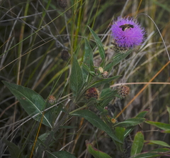 Cheirolophus sempervirens