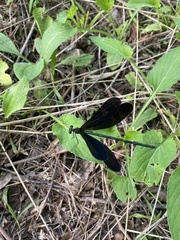 Atrocalopteryx atrata