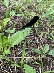 Atrocalopteryx atrata