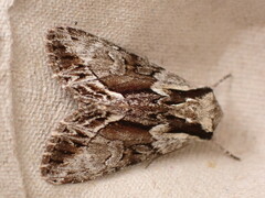 Hyppa rectilinea