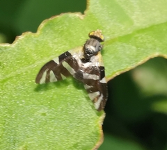 Sphaeniscus atilius