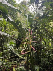 Heliconia aemygdiana