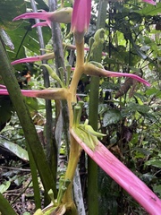 Heliconia aemygdiana