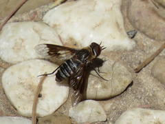 Exoprosopa rivularis