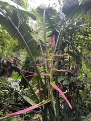 Heliconia aemygdiana