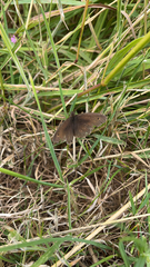 Maniola jurtina