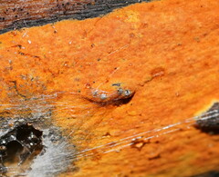 Hypoxylon crocopeplum