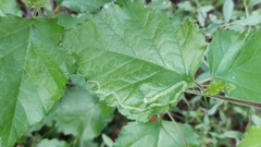 Agromyza alnibetulae