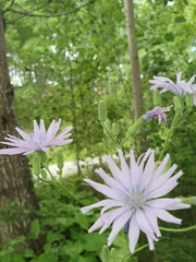 Cicerbita macrophylla