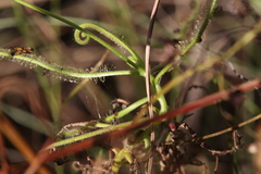 Drosera fragrans