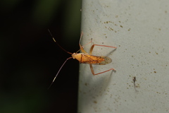 Hyalopeplus spinosus