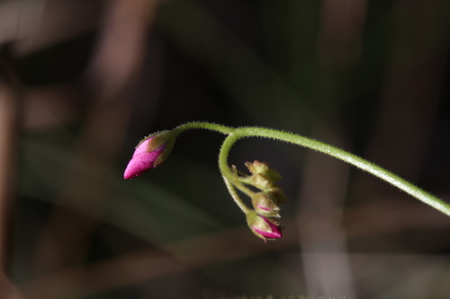 Drosera fragrans (Drosera fragrans)