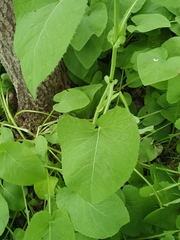 Cicerbita macrophylla