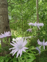 Cicerbita macrophylla