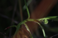 Drosera fragrans