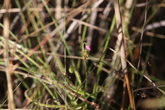 Drosera fragrans