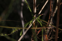 Drosera fragrans
