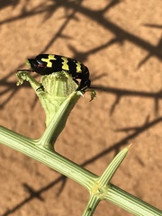 Acanthosicyos horridus image