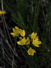 Haplophyllum dauricum