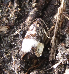 Apotomis betuletana