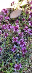 Thymus praecox britannicus