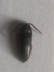 Microrhagus pygmaeus