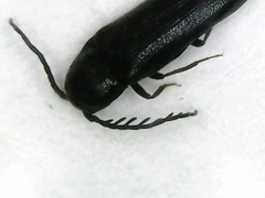 Microrhagus pygmaeus