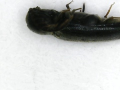 Microrhagus pygmaeus