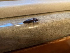 Melanotus castanipes