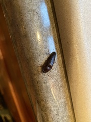 Melanotus castanipes