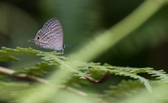 Jamides celeno lydanus