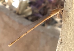 Oxyagrion