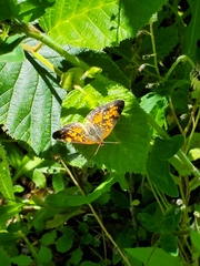 Phyciodes tharos image