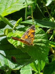 Phyciodes tharos image