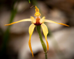 Caladenia ensata