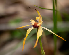 Caladenia ensata