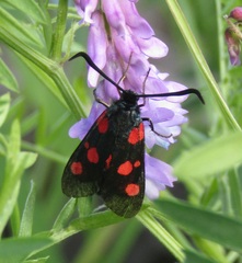 Zygaena viciae