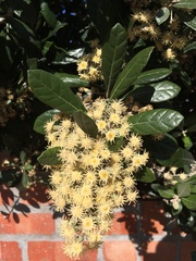 Brachylaena discolor