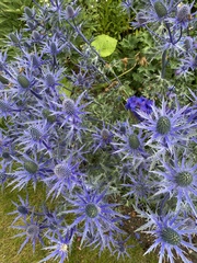 Eryngium planum