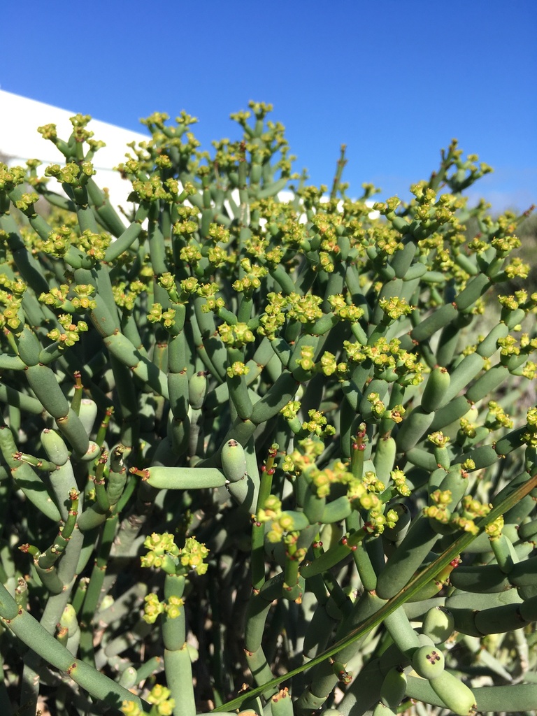 Sweet Milkbush