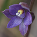 Thelymitra exigua - Photo (c) Robert Mitchell, some rights reserved (CC BY-NC), uploaded by Robert Mitchell