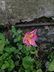 Zephyranthes miradorensis
