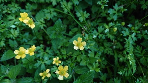 Ranunculus formosa-montanus, photograph 6