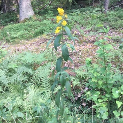 Lysimachia vulgaris