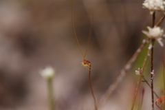 Utricularia capilliflora