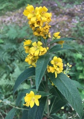 Lysimachia vulgaris