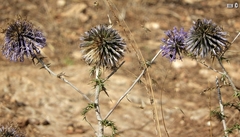 Echinops adenocaulos
